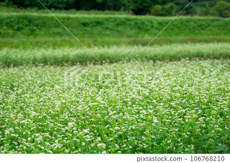 Soba field where white flowers bloomed 106768210