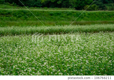 Soba field where white flowers bloomed 106768211