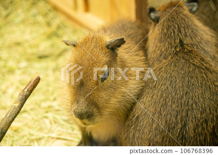 Capybara's baby 106768396