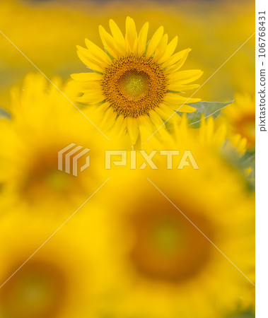 Evening of the Naka Sunflower Festival, Naka City, Ibaraki Prefecture 106768431