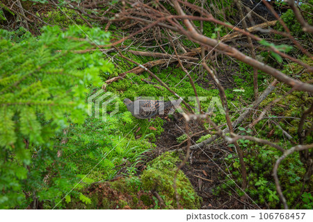 [白駒之池] 鴿子在灌木叢中行走 106768457