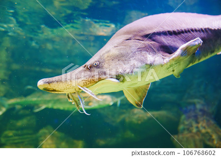 Beluga large aquarium. One of the largest freshwater predators. 106768602