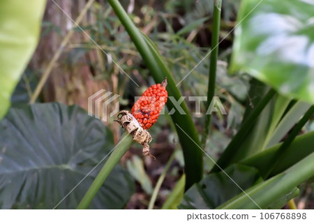 Kwazuimo fruit 106768898