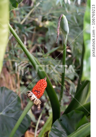 Kwazuimo fruit 106769213