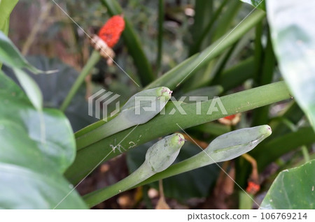 Kwazuimo fruit 106769214