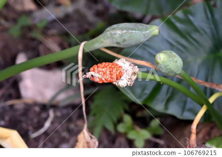 Kwazuimo fruit 106769215