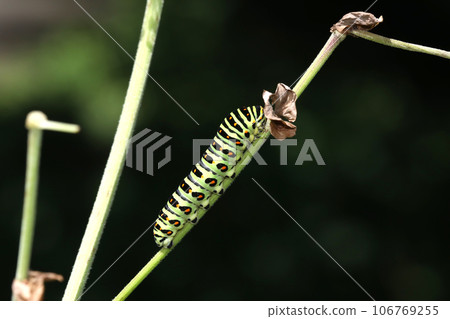 黃鰭金槍魚的幼蟲 106769255