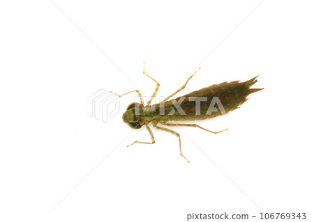 Myrtle larva Yago Myrtle larva Yago 106769343