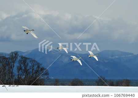 Swan of Inawashiro Swan of Inawashiro 106769440