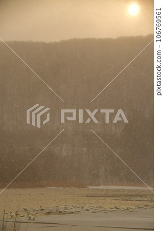 Swan in Lake Inawashiro Swan in Lake Inawashiro 106769561