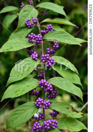 Komurasaki fruit 106769628