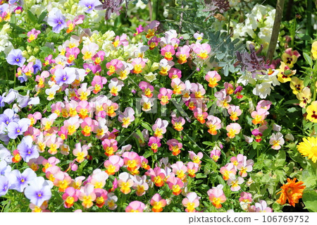 中提琴花 106769752