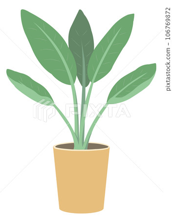 Ornamental plants (Strelitzia regine) 106769872