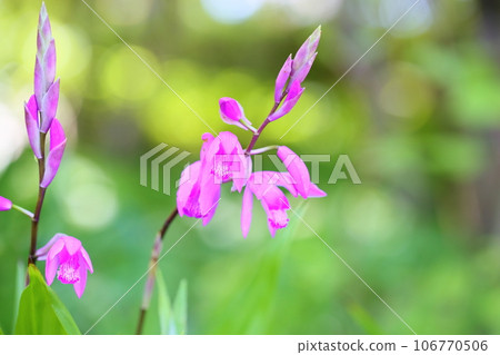 士蘭花盛開 士蘭花盛開 106770506
