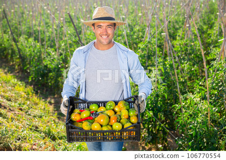 Gardener showing tomatoes harvest on vegetable plantation 106770554