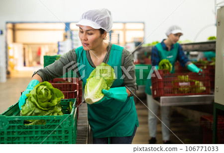 Asian woman working in vegetable factory 106771033