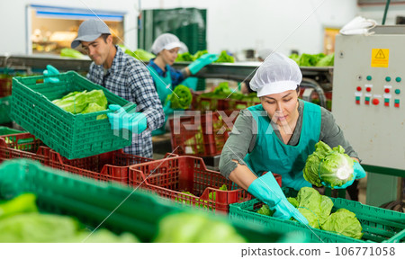 Woman in uniform during sorting lettuce at warehouse at vegetable factory 106771058