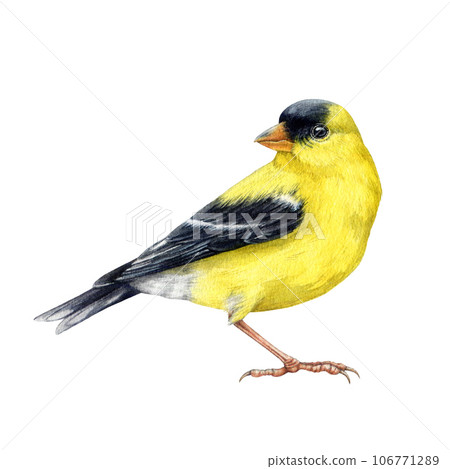 Goldfinch bird watercolor illustration. Spinus tristis realistic detailed image. Hand drawn North American native yellow bird. Goldfinch wildlife forest avian isolated on white background 106771289