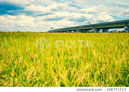 金黃的稻穗、初秋的天空和A-2高速公路 強調暖色和冷色 金黃的稻穗、初秋的天空和A-2高速公路 強調暖色和冷色 106771313