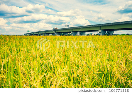 Golden ears of rice, early autumn sky, and highway B-2 Emphasis on warm and cool colors Golden ears of rice, early autumn sky, and highway B-2 Emphasis on warm and cool colors 106771318