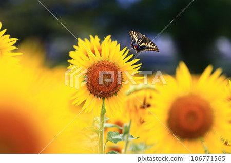 Sunflower and swallowtail butterfly 106771565