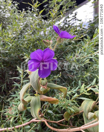 紫金花丹(蜘蛛花) 紫金花丹(蜘蛛花) 106771640