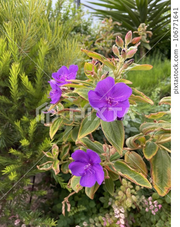 紫金花丹(蜘蛛花) 紫金花丹(蜘蛛花) 106771641