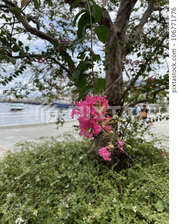 Crape myb (crape myrtle) 106771776