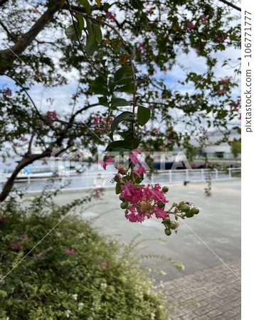 Crape myb (crape myrtle) 106771777