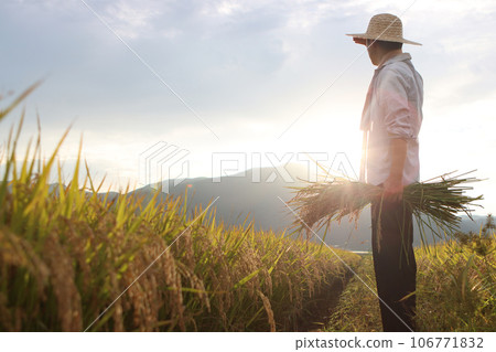 The harvest season when ripe rice, paddy, and grains bear fruit. A landscape of a farmer holding rice ears in a rice field and looking at the sunset. Chuseok and Thanksgiving concept. 106771832