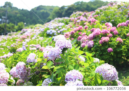平原溫泉繡球花 106772036