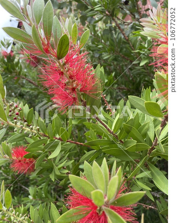 紅千層(Callistemon)紅色刷狀花 紅千層(Callistemon)紅色刷狀花 106772052