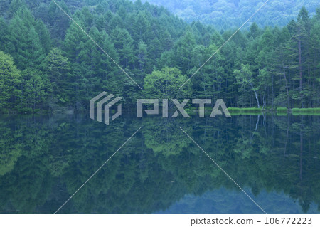 森林裡的沼澤圖片 106772223