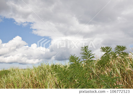 Autumn clouds and Asuwa River Autumn clouds and Asuwa River 106772523