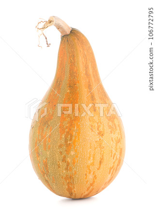 Pumpkin Pumpkin 106772795