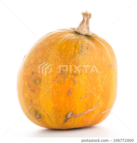 Pumpkin 106772800