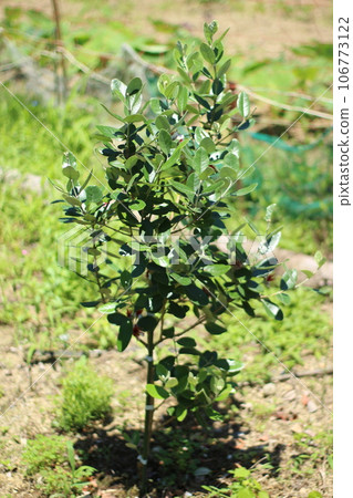 Feijoa Tree 106773122