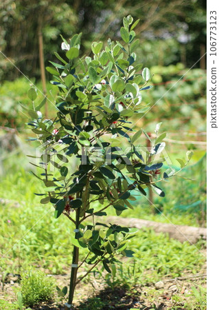 Feijoa Tree Feijoa Tree 106773123