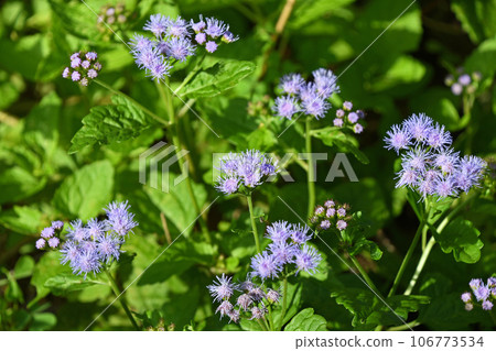 Yupa釷 Yupa釷 106773534