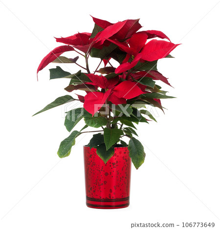Red poinsettia Red poinsettia 106773649