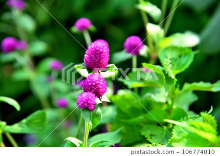 紅色的花 紅色的花 106774010