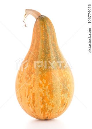 Pumpkin Pumpkin 106774056