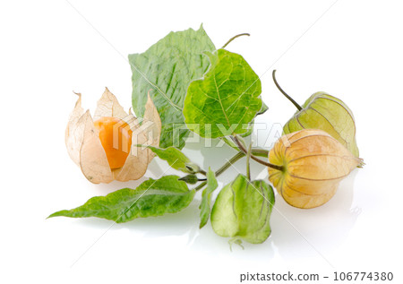 Physalis 106774380