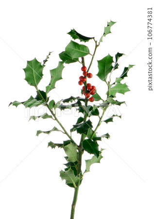 Christmas holly branch Christmas holly branch 106774381