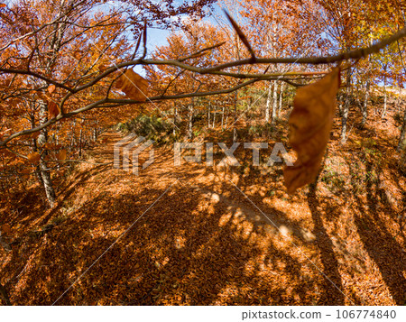 Autumn forest pathway leaves 106774840