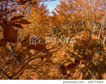 Sao Lourenco Beech Tree Forest Sao Lourenco Beech Tree Forest 106774865