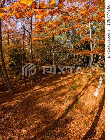 Sao Lourenco Beech Tree Forest 106774866