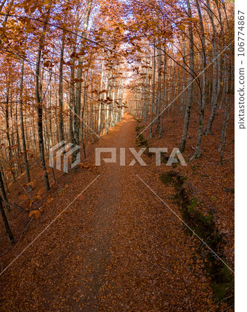 Sao Lourenco Beech Tree Forest Sao Lourenco Beech Tree Forest 106774867