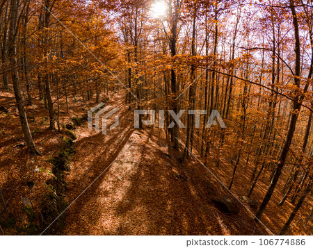 Autumn forest pathway leaves Autumn forest pathway leaves 106774886