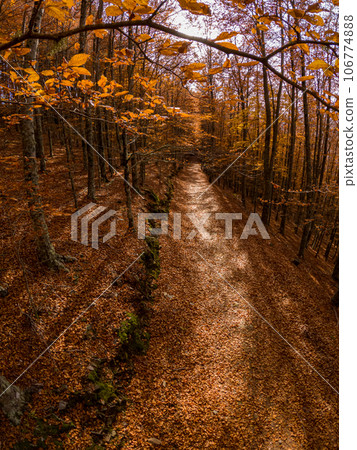 Autumn forest pathway leaves 106774888